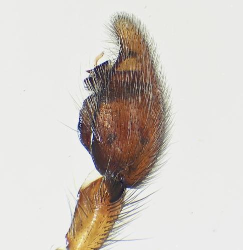 Réf. 307 908 : Drassodex lesserti